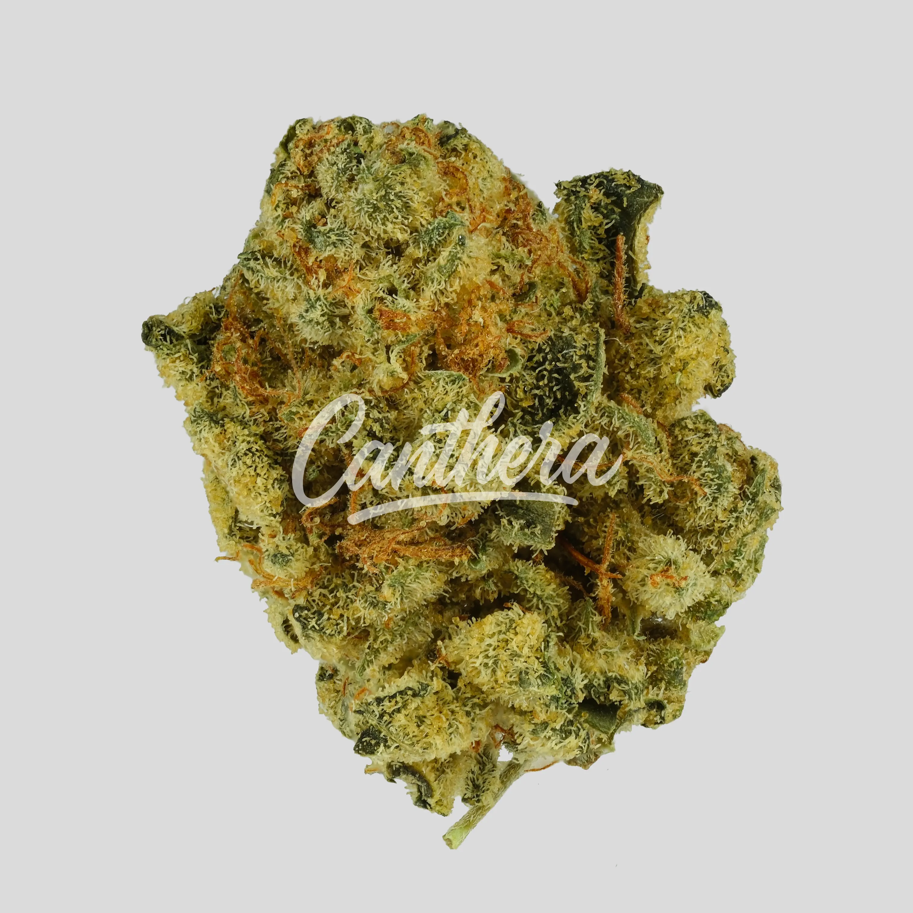 aleph Ruby 24/1 - Kosher Tangie