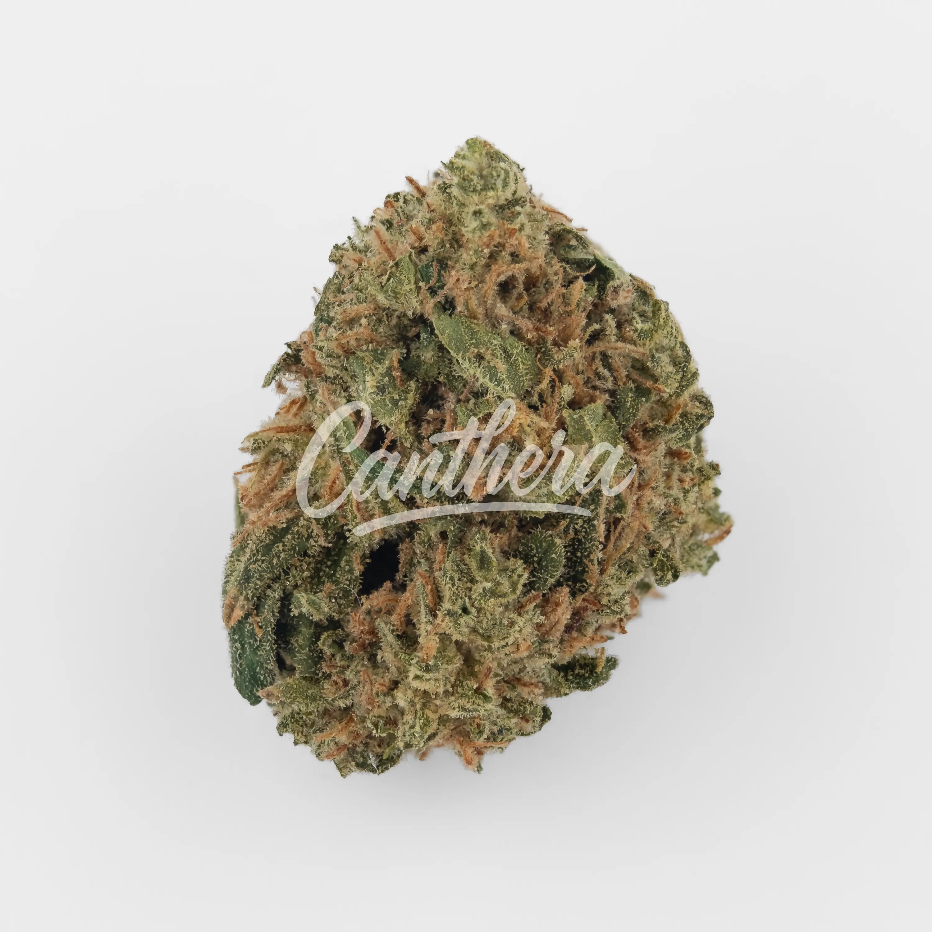 Pedanios 22/1 - Ghost Train Haze Nahaufnahme einer medizinischen Cannabisblüte