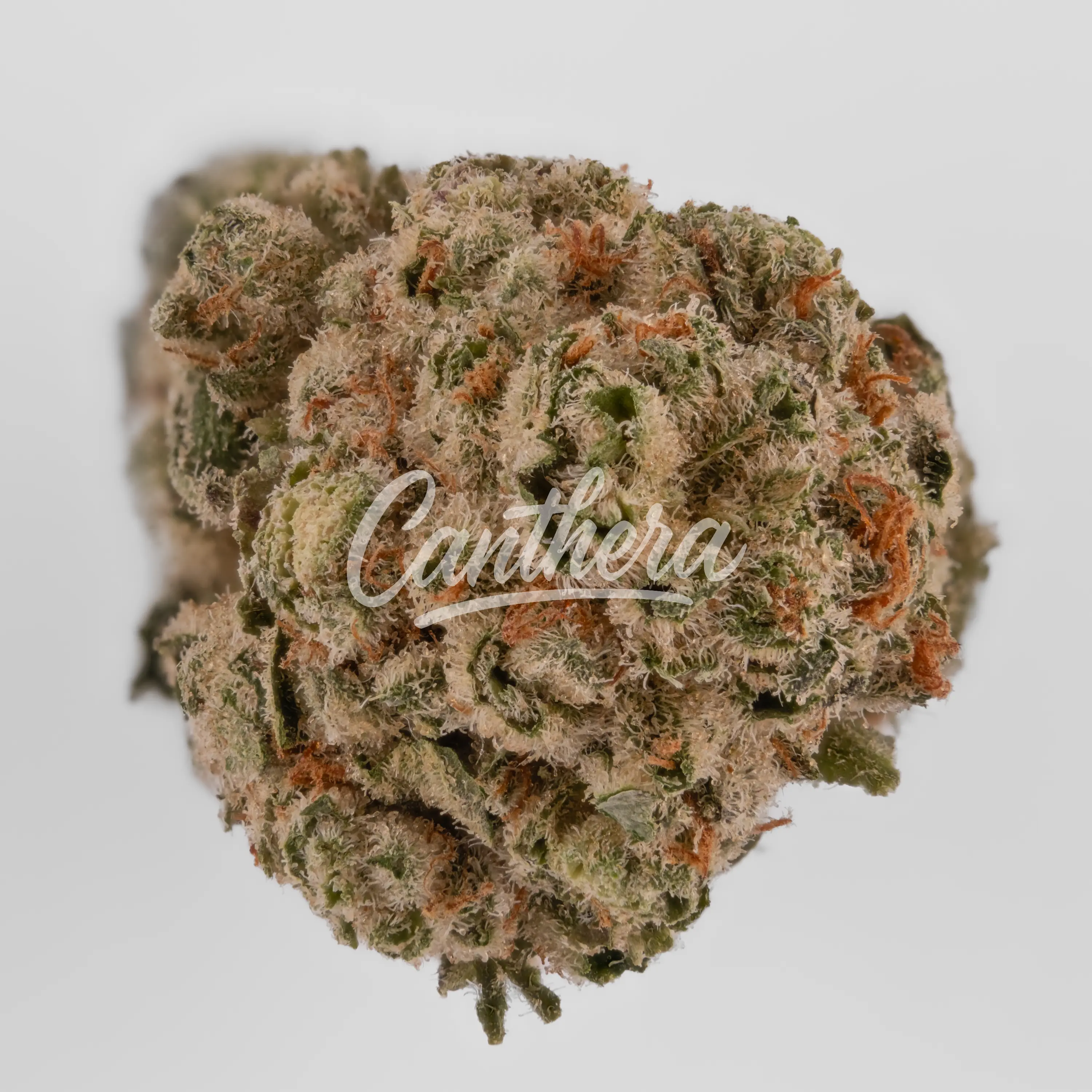 Nahaufnahme einer medizinischen Cannabisblüte