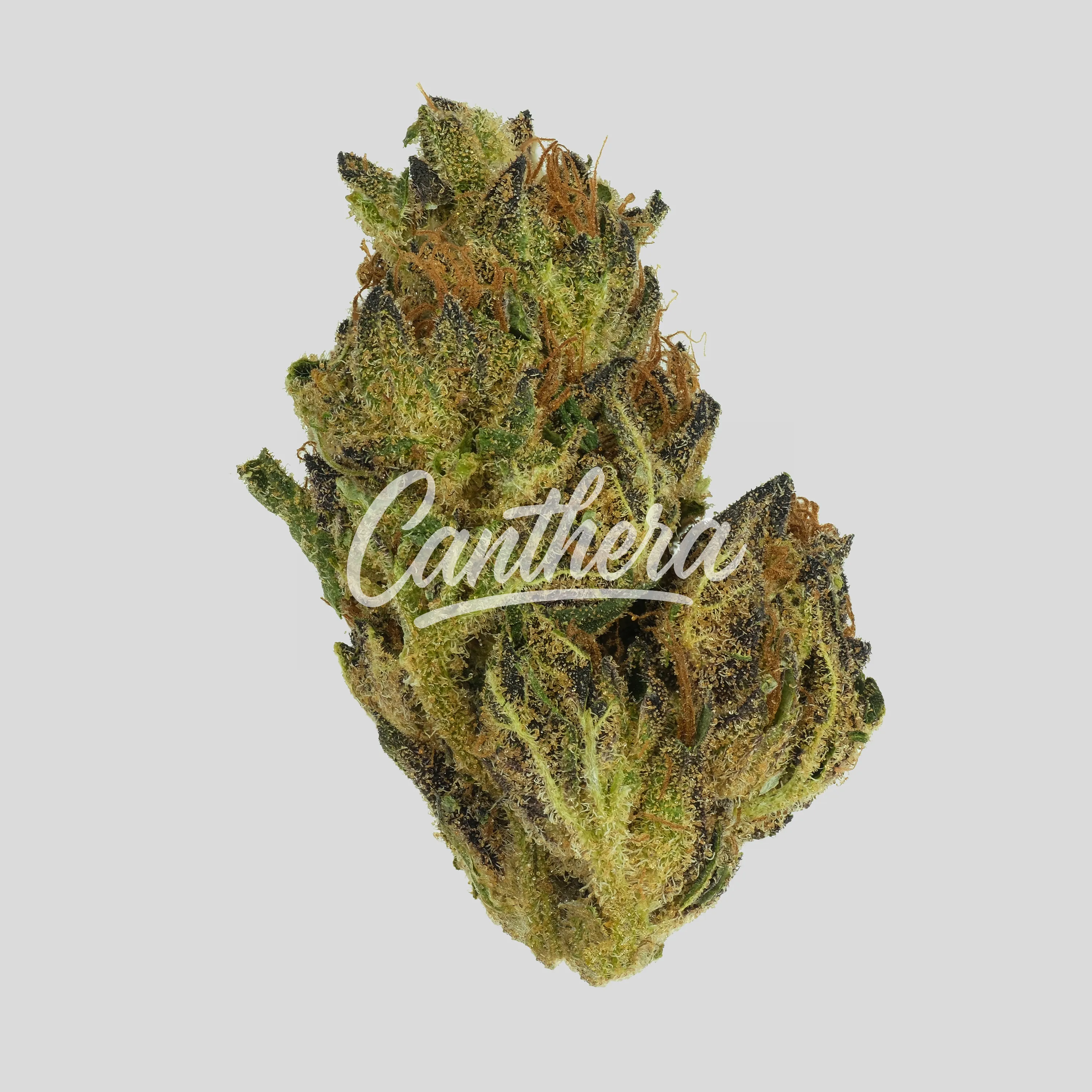 Luana 16/1 MAC - Miracle Alien Cookies Luana 16/1 MAC - Miracle Alien Cookies