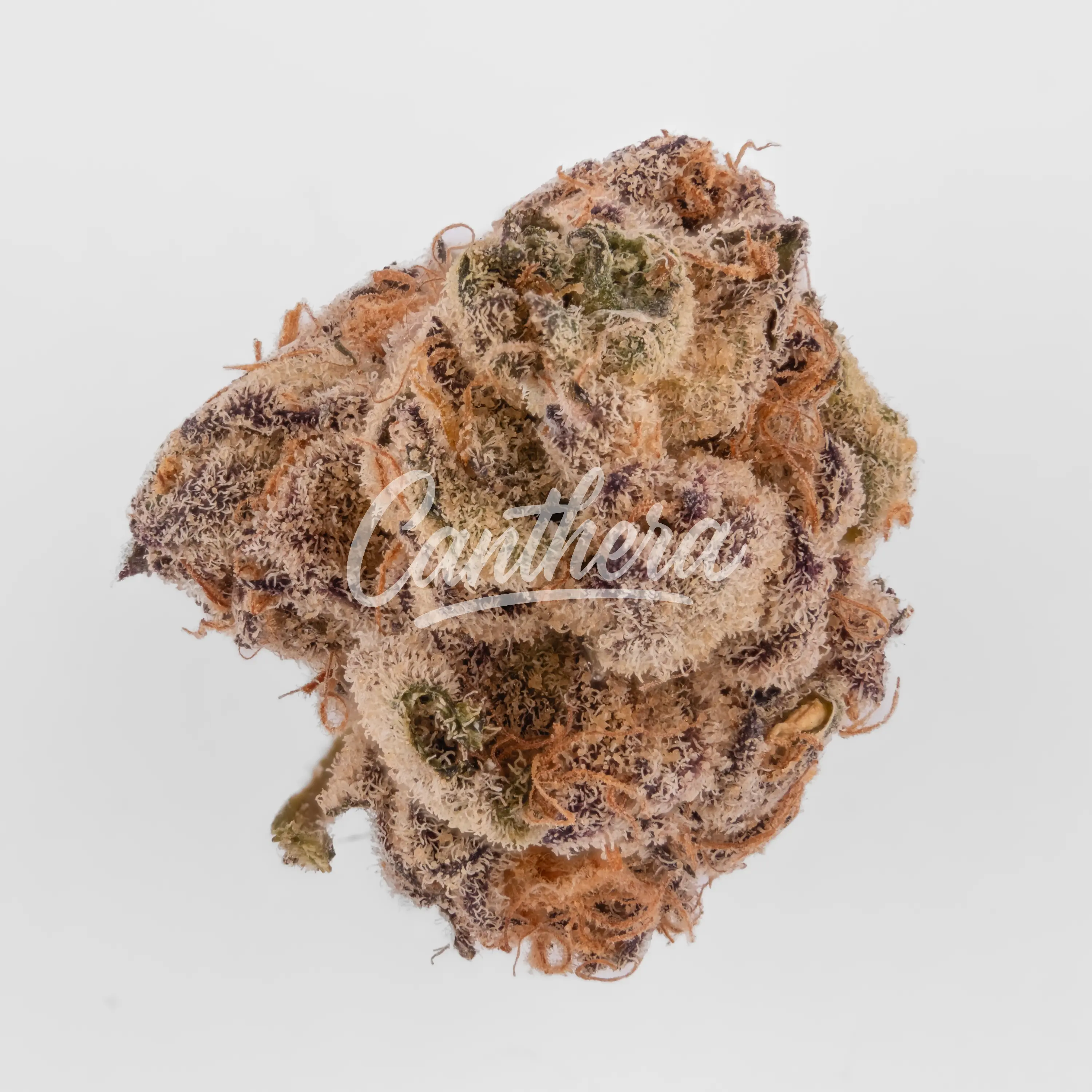 Cookies 22/1 - Hawaiian Rain Nahaufnahme einer medizinischen Cannabisblüte