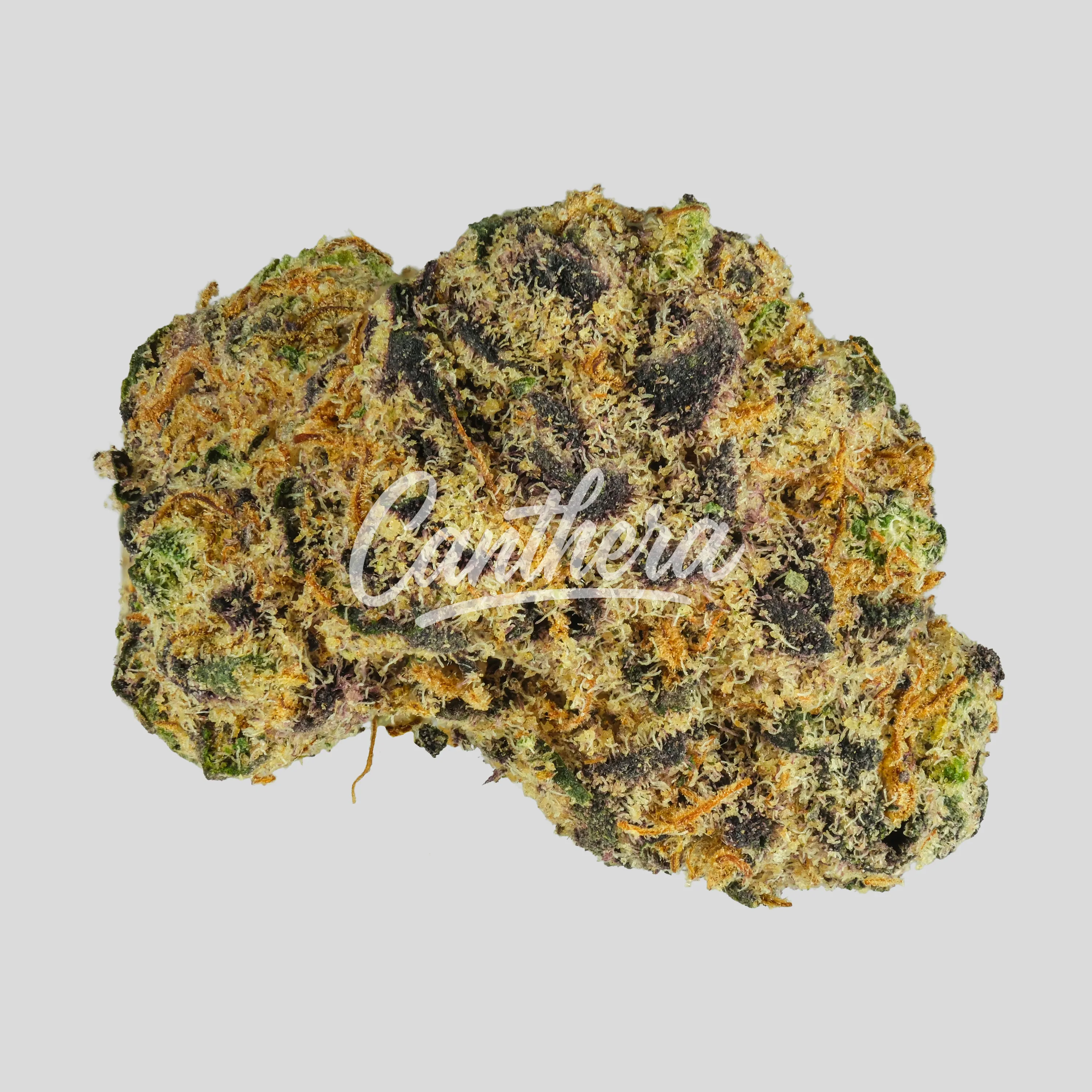 Buuo 26/1 RADIA - Rainbow Lava Popstars