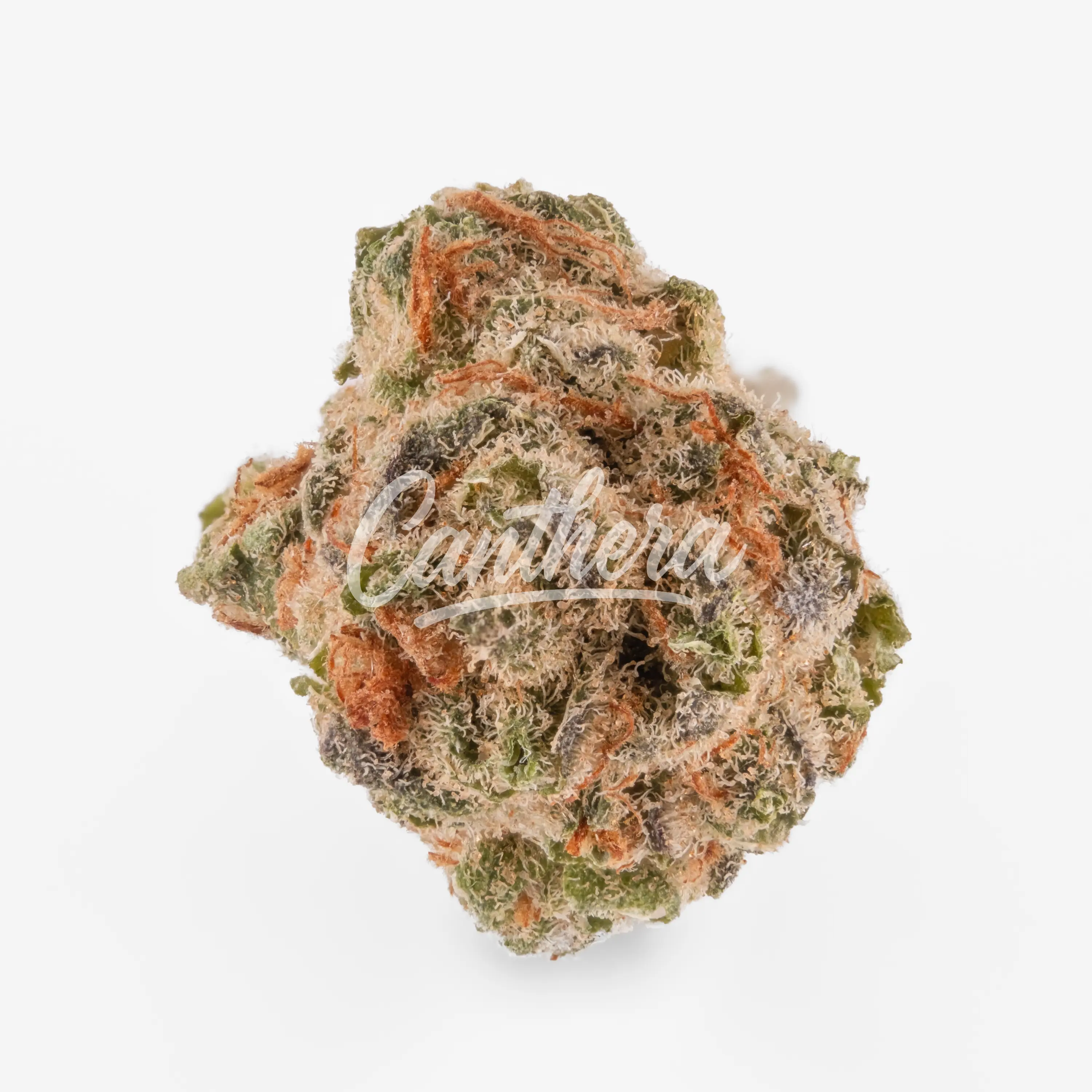 Demecan SC Light Drop 20:01 Mimosa Demecan SC Light Drop 20:01 Mimosa