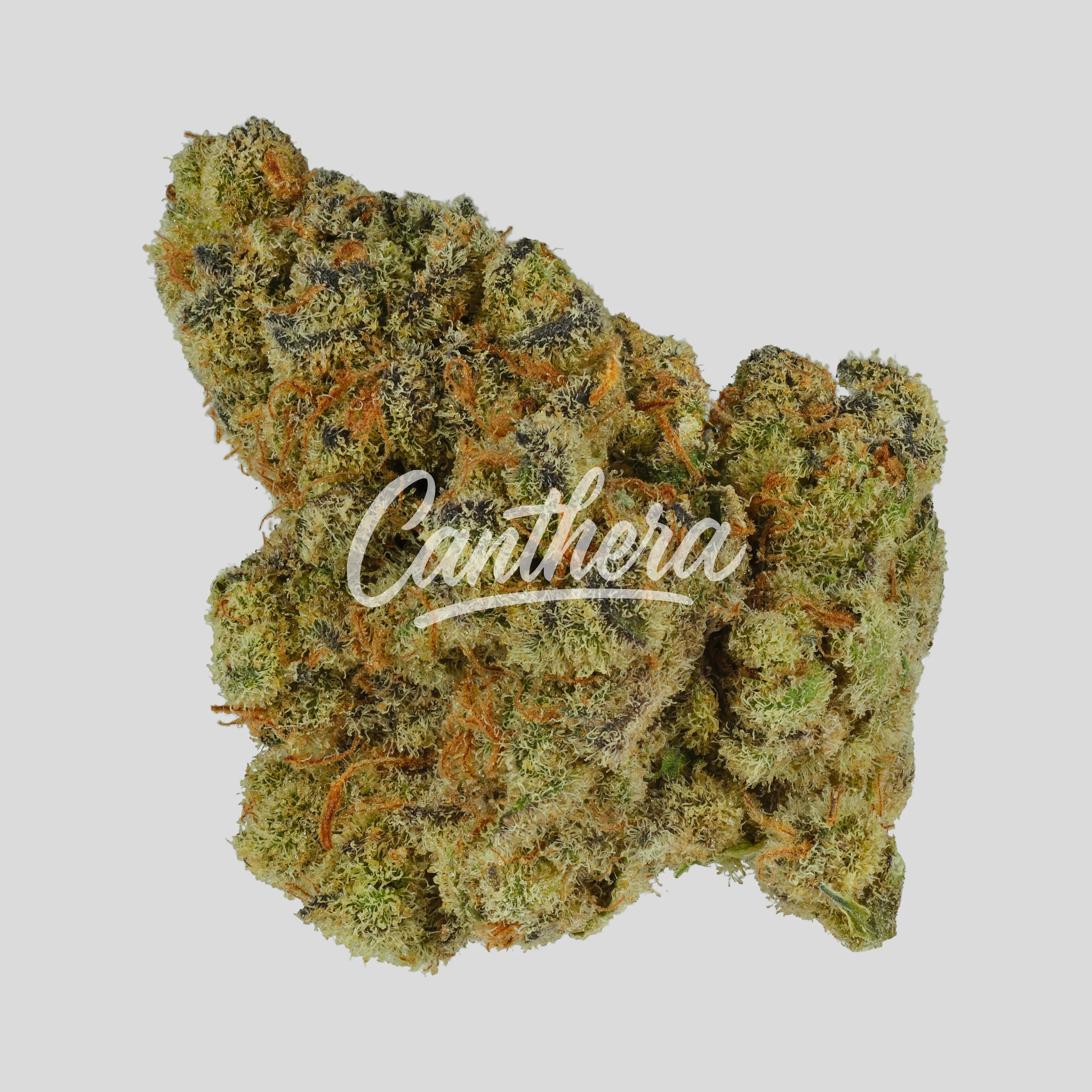 Amici 24/1 BH - Blueberry Headband