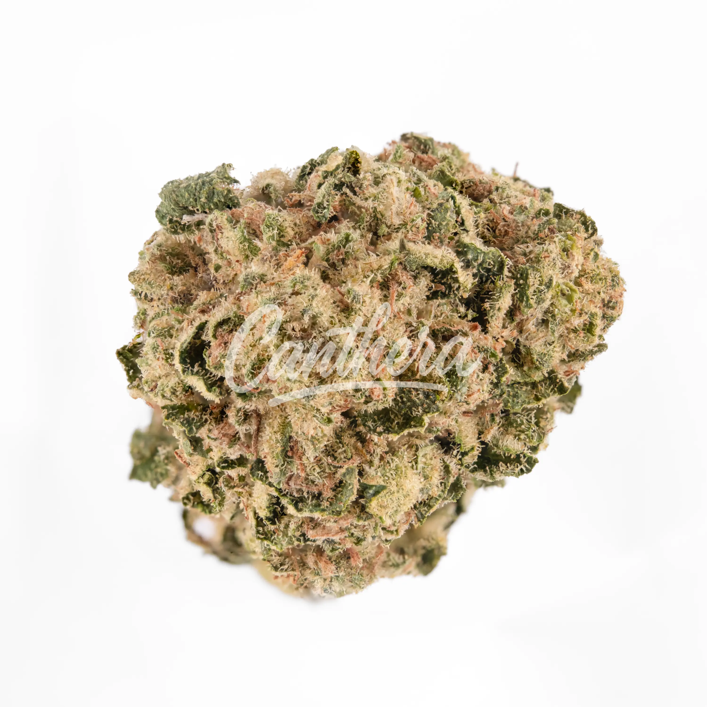 Demecan HS Light Drop Rainbow Dawg Demecan HS Light Drop Rainbow Dawg