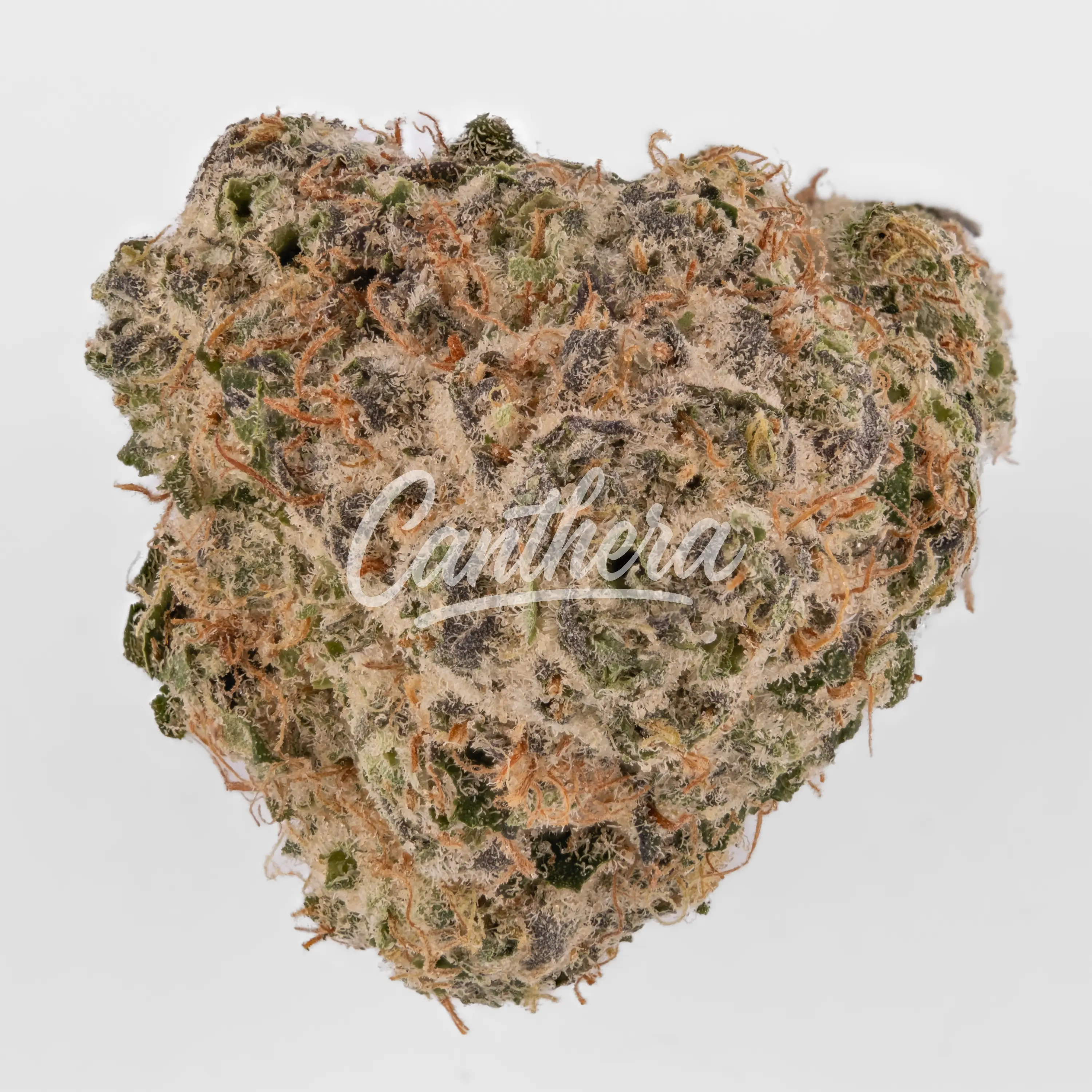 Nahaufnahme einer medizinischen Cannabisblüte