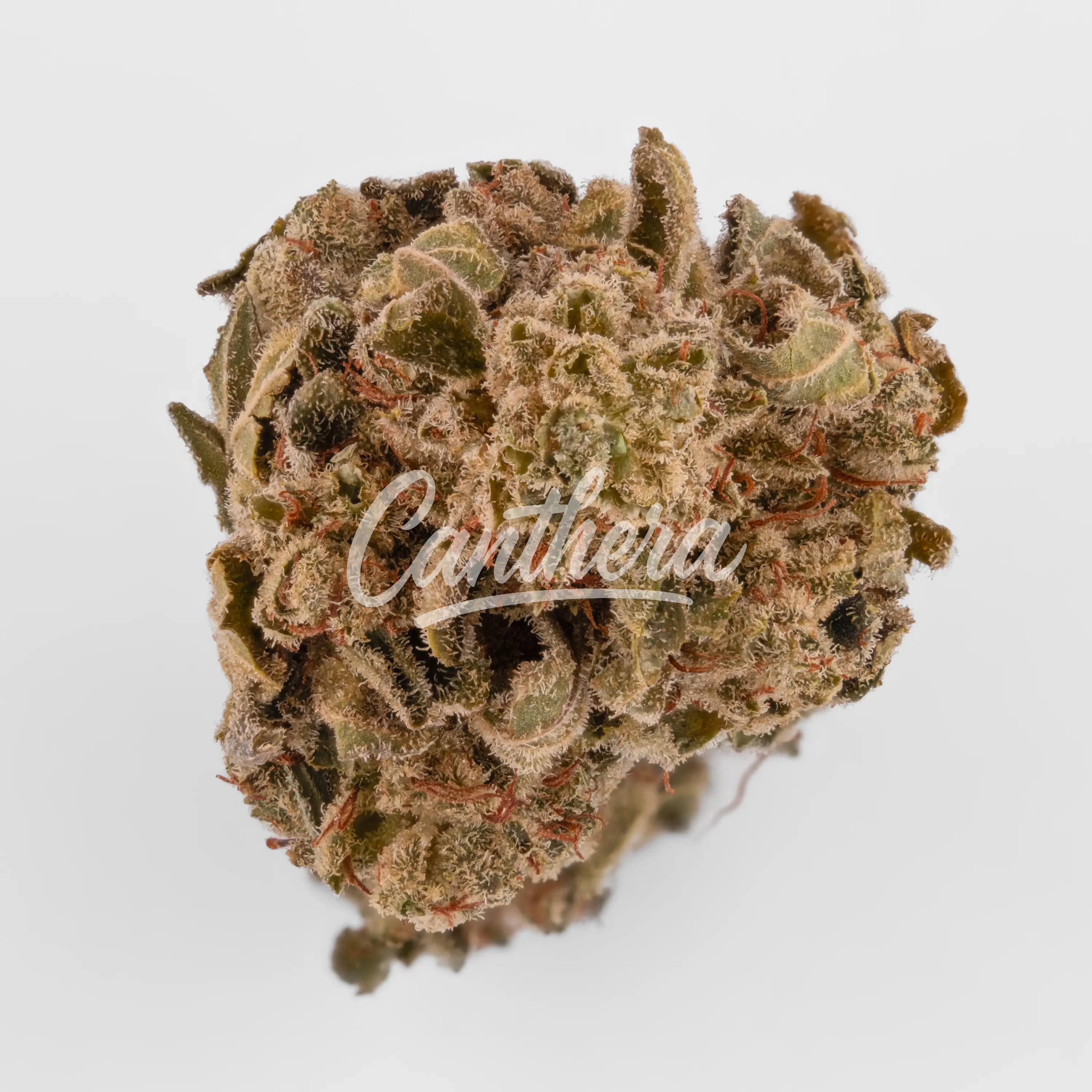 420 Sungrown 22/1 CA Dog - Chemdog Nahaufnahme einer medizinischen Cannabisblüte