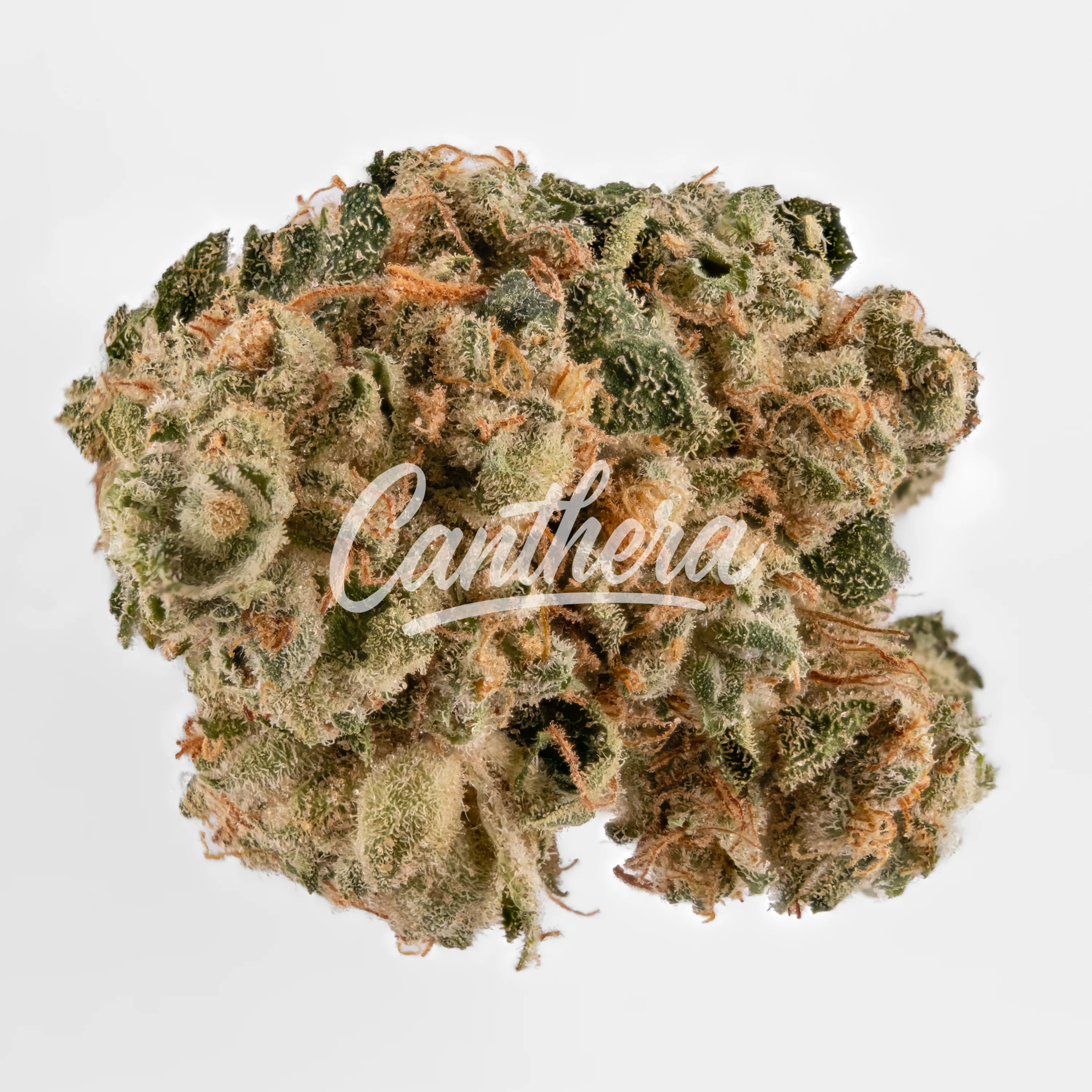 420 Evolution 27/1 CA FRG Frosted Gumbo