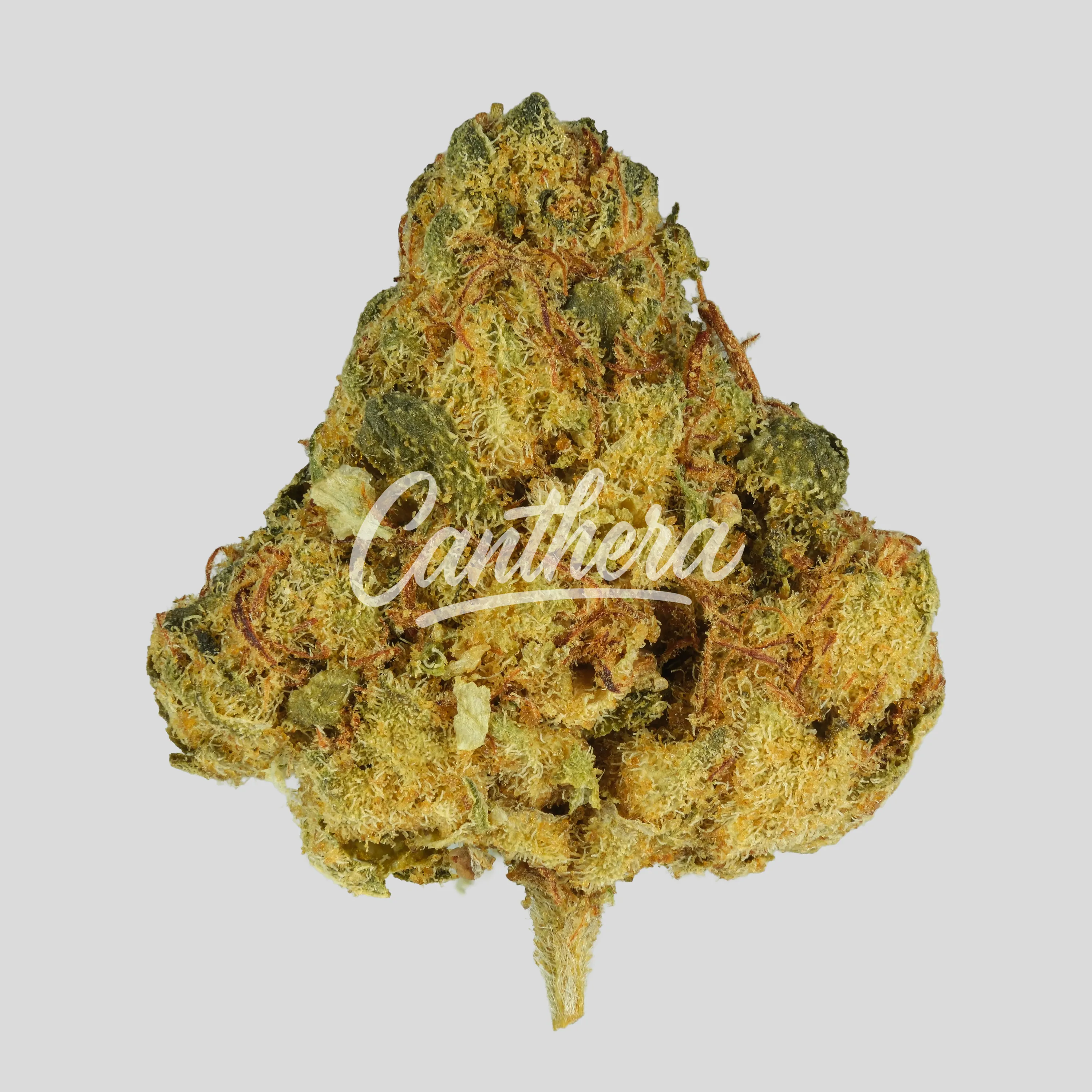 Big Dreams 21/1 PSF T20 - T-20 Big Dreams 21/1 PSF T20 - T-20