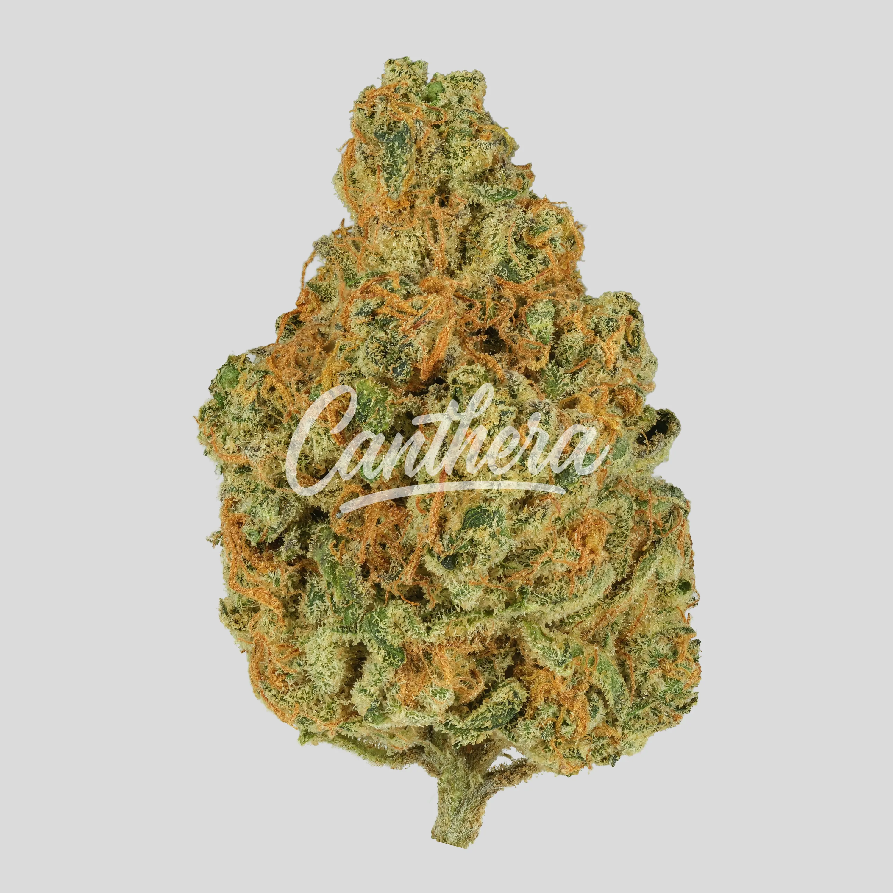 Demecan Typ 2 16/1 - Orange Velvet Demecan Typ 2 16/1 - Orange Velvet