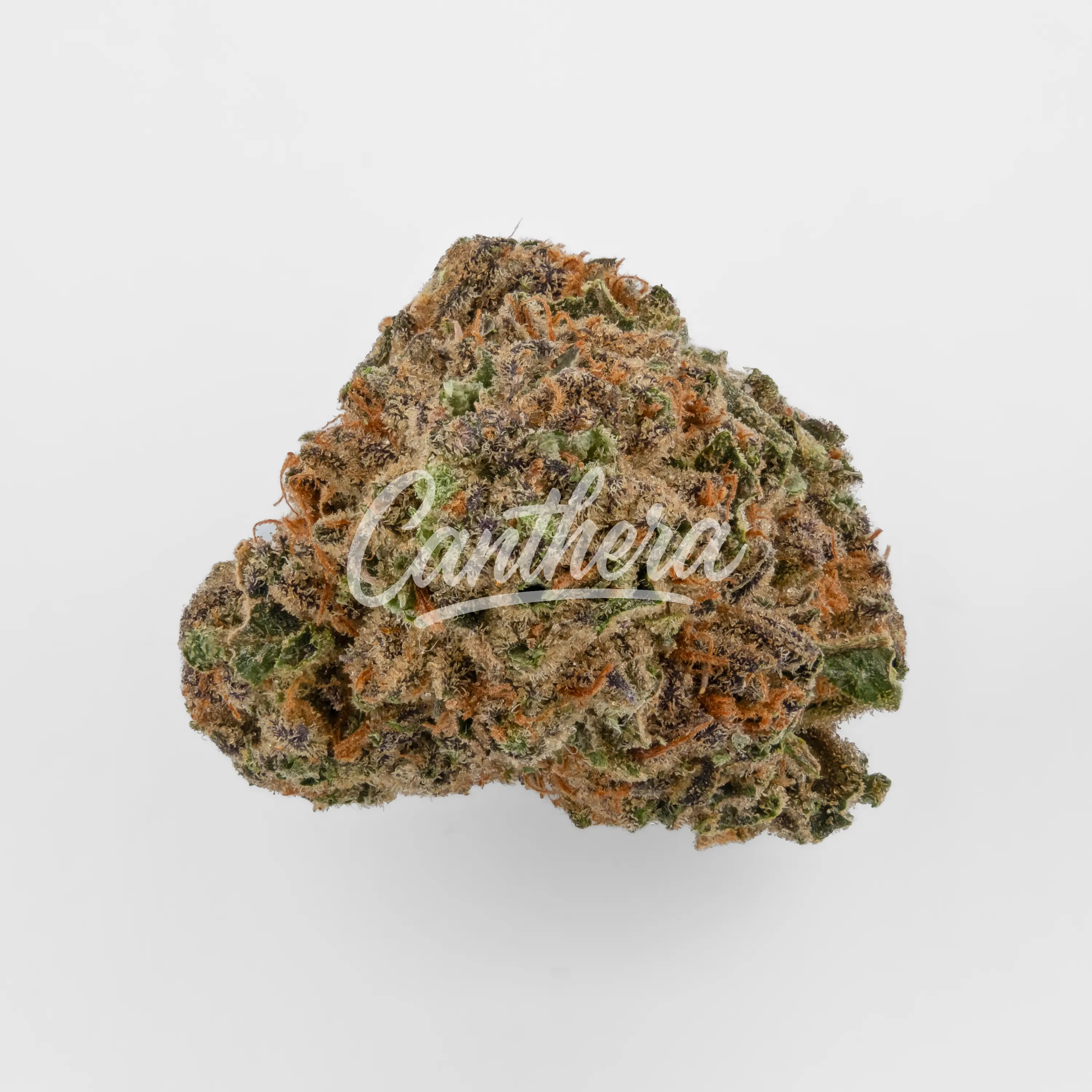 Nahaufnahme einer medizinischen Cannabisblüte