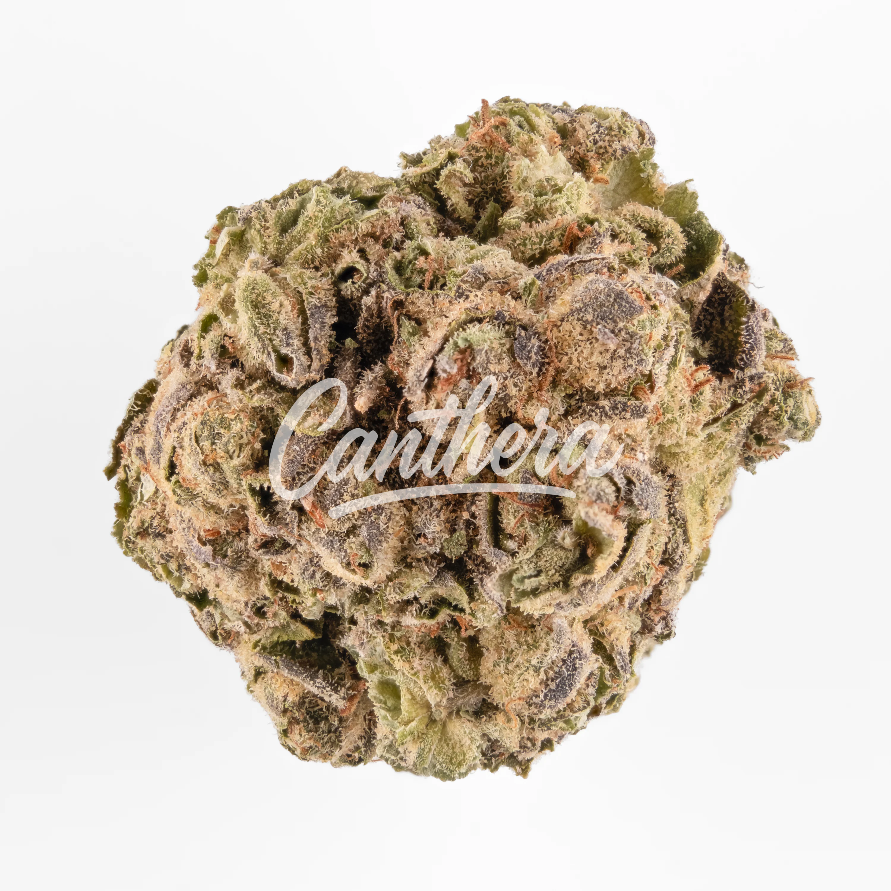 Bava med 21/1 - Lemon Skunk