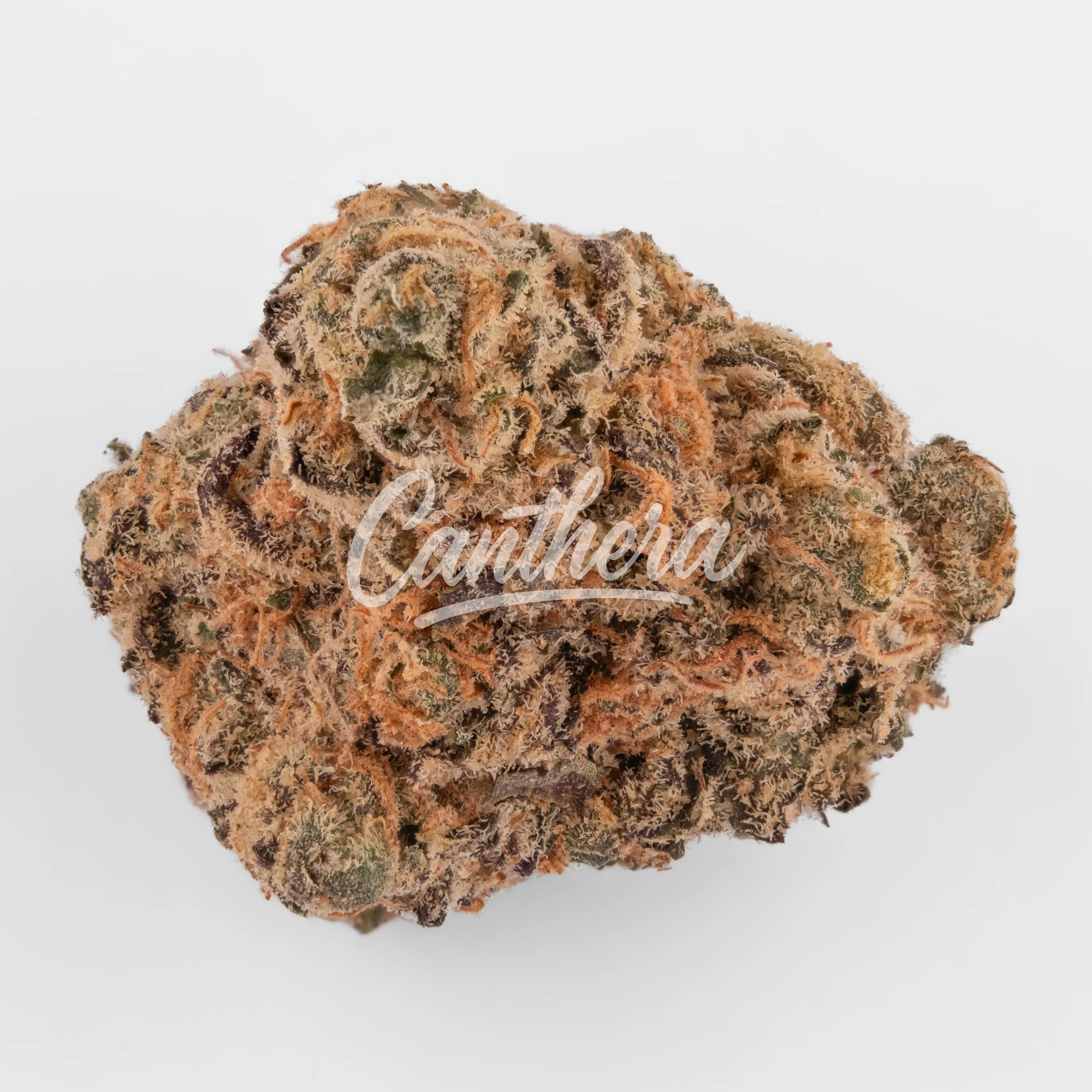 Roxton Air FC 25/1 - Frosted Cookies Nahaufnahme einer medizinischen Cannabisblüte