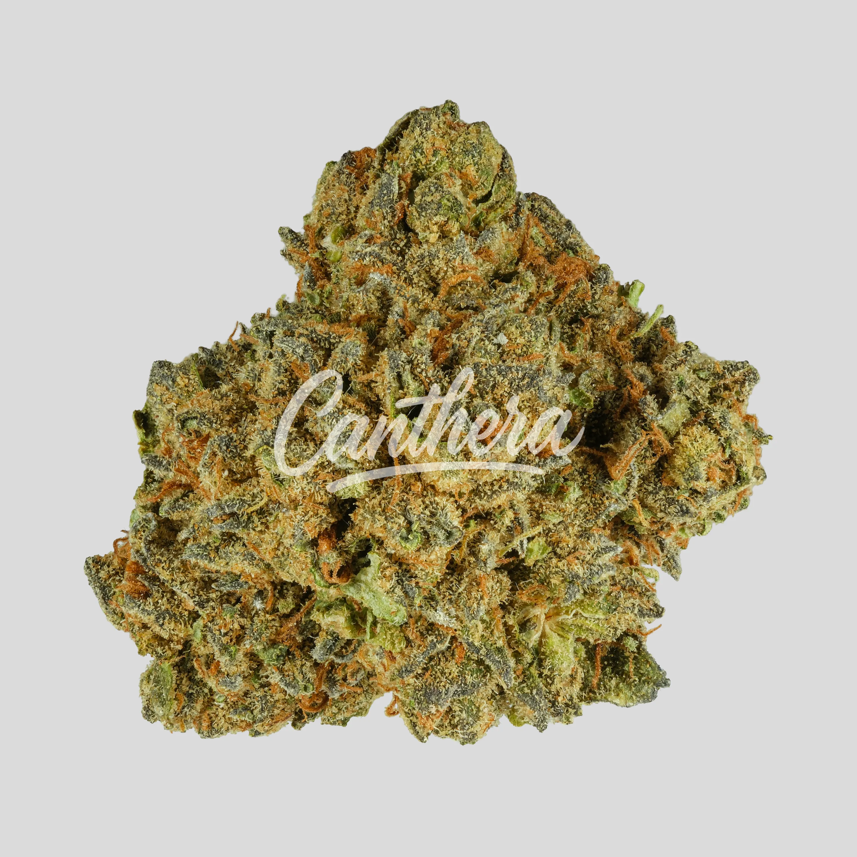 Madrecan 21/1 GB9 - Garlic Budder