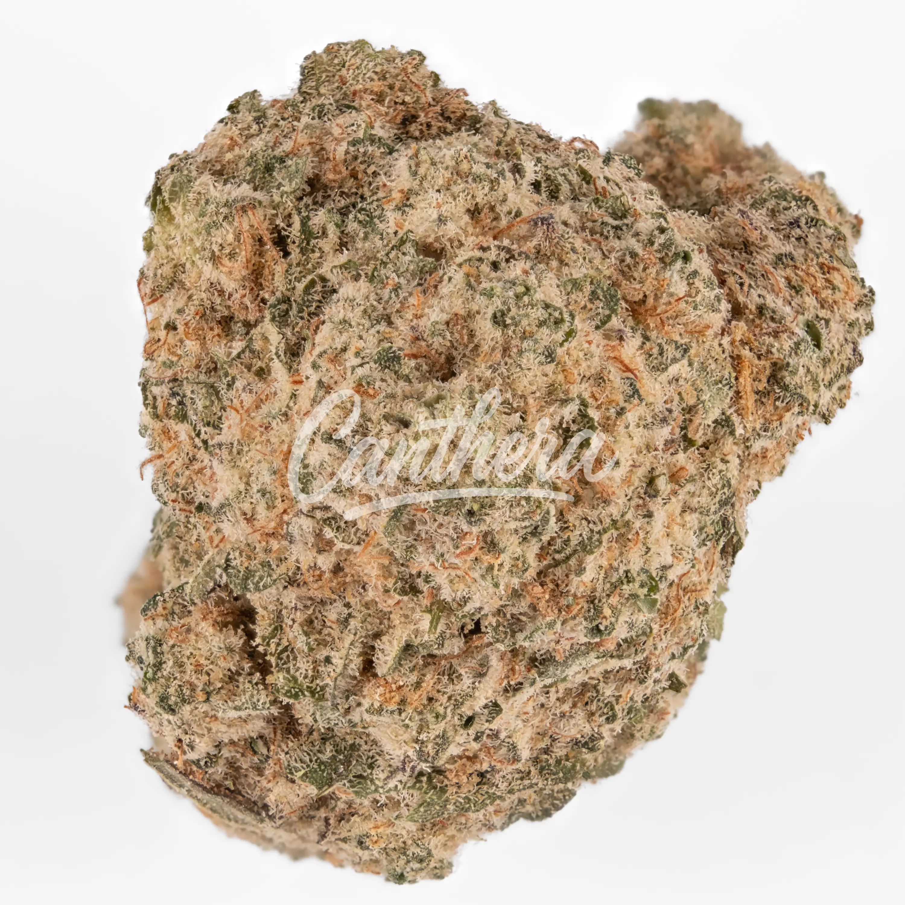 MGF Blue Monkey 26/1 MGF Blue Monkey 26/1