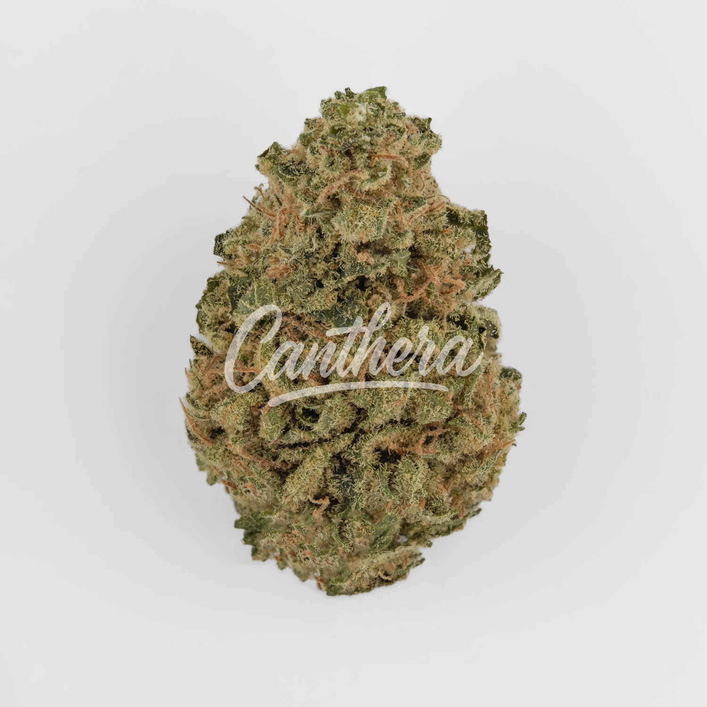 Cannamedical Hybrid Classic - Blueberry Headband Nahaufnahme einer medizinischen Cannabisblüte