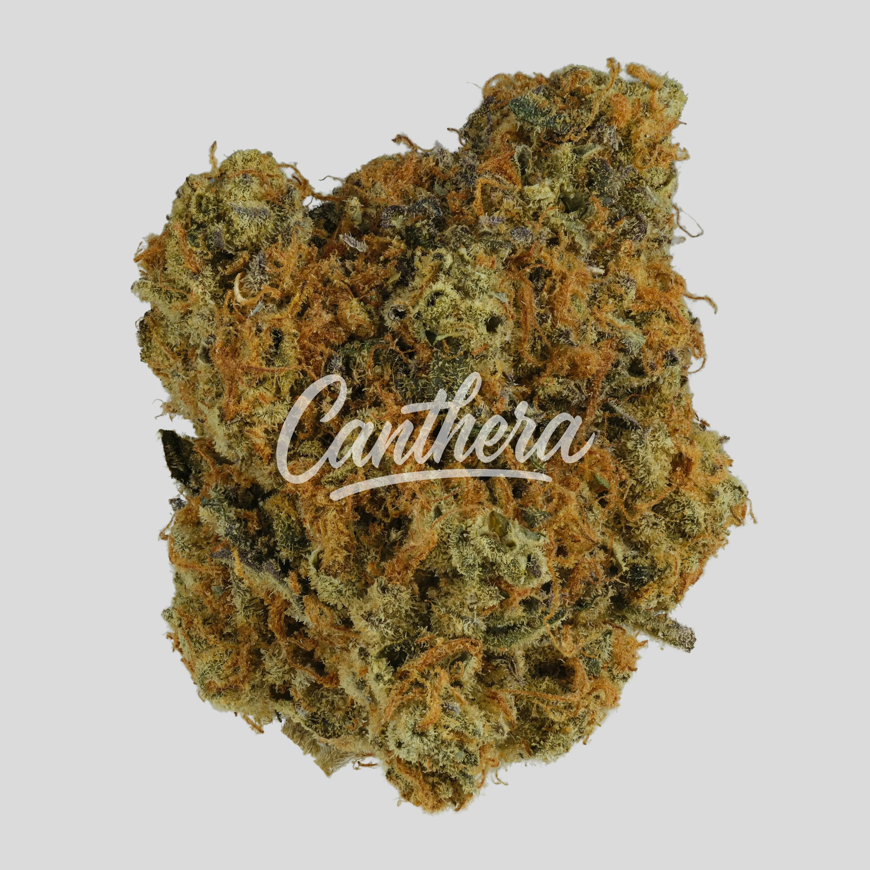 NICE 29/1 MOS - Morning Sun