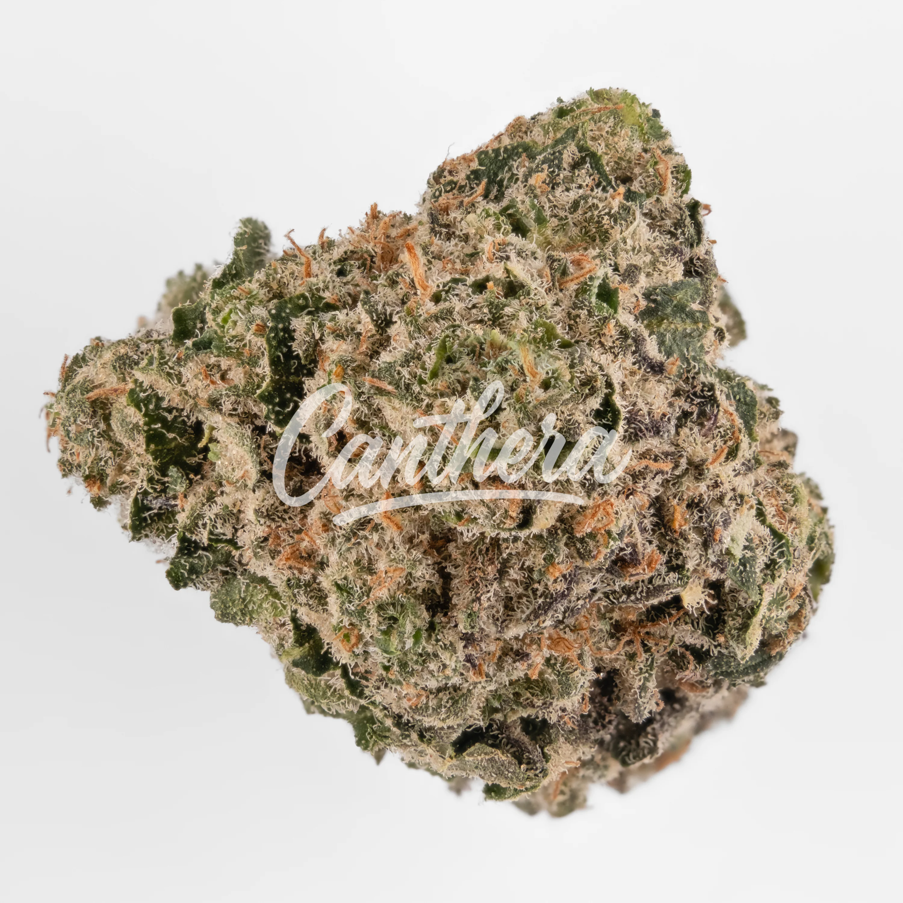 Botanics Velvet Twister 20/1 - Candy Cartel