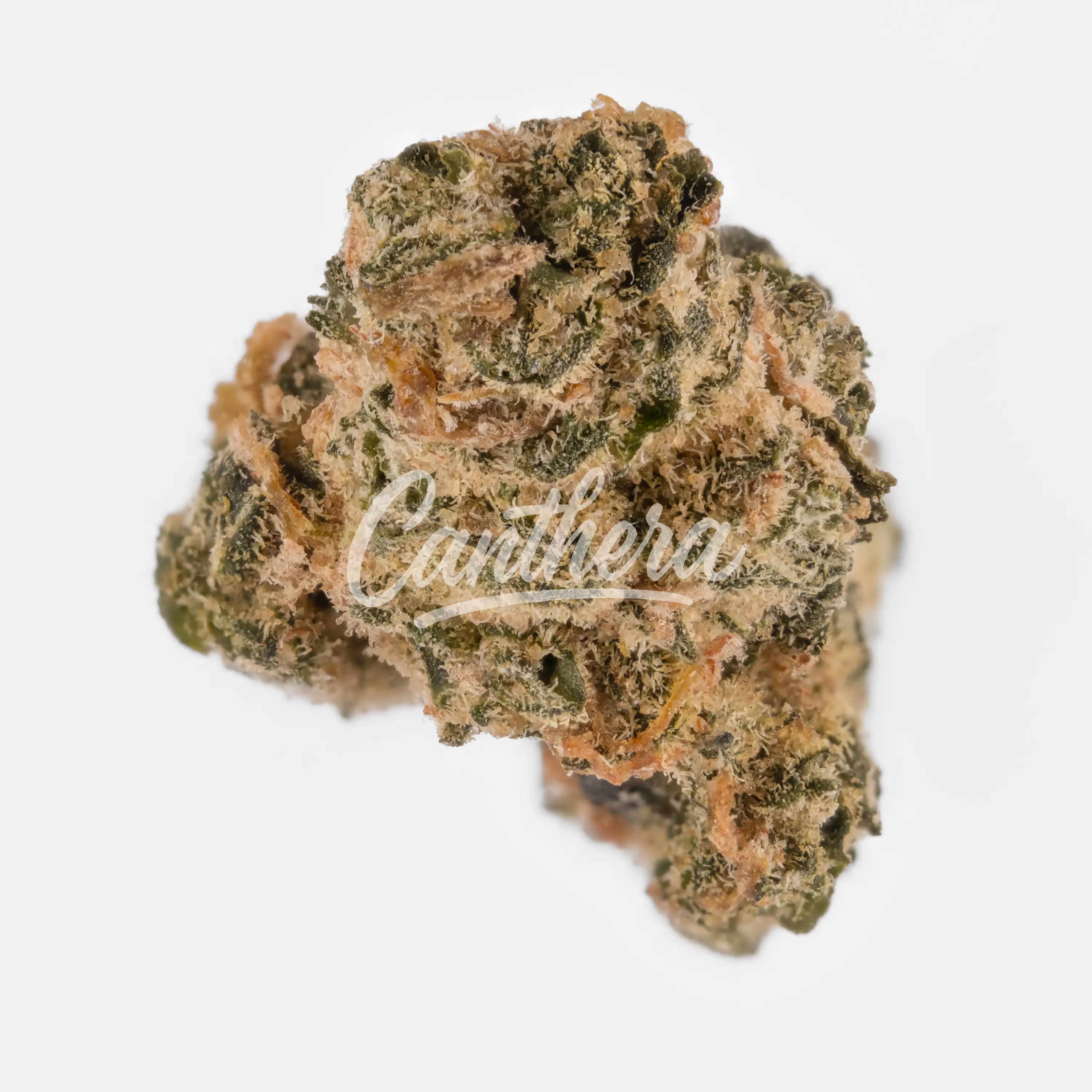 30/1 Amici UL - Ultra Limelight 30/1 Amici UL - Ultra Limelight