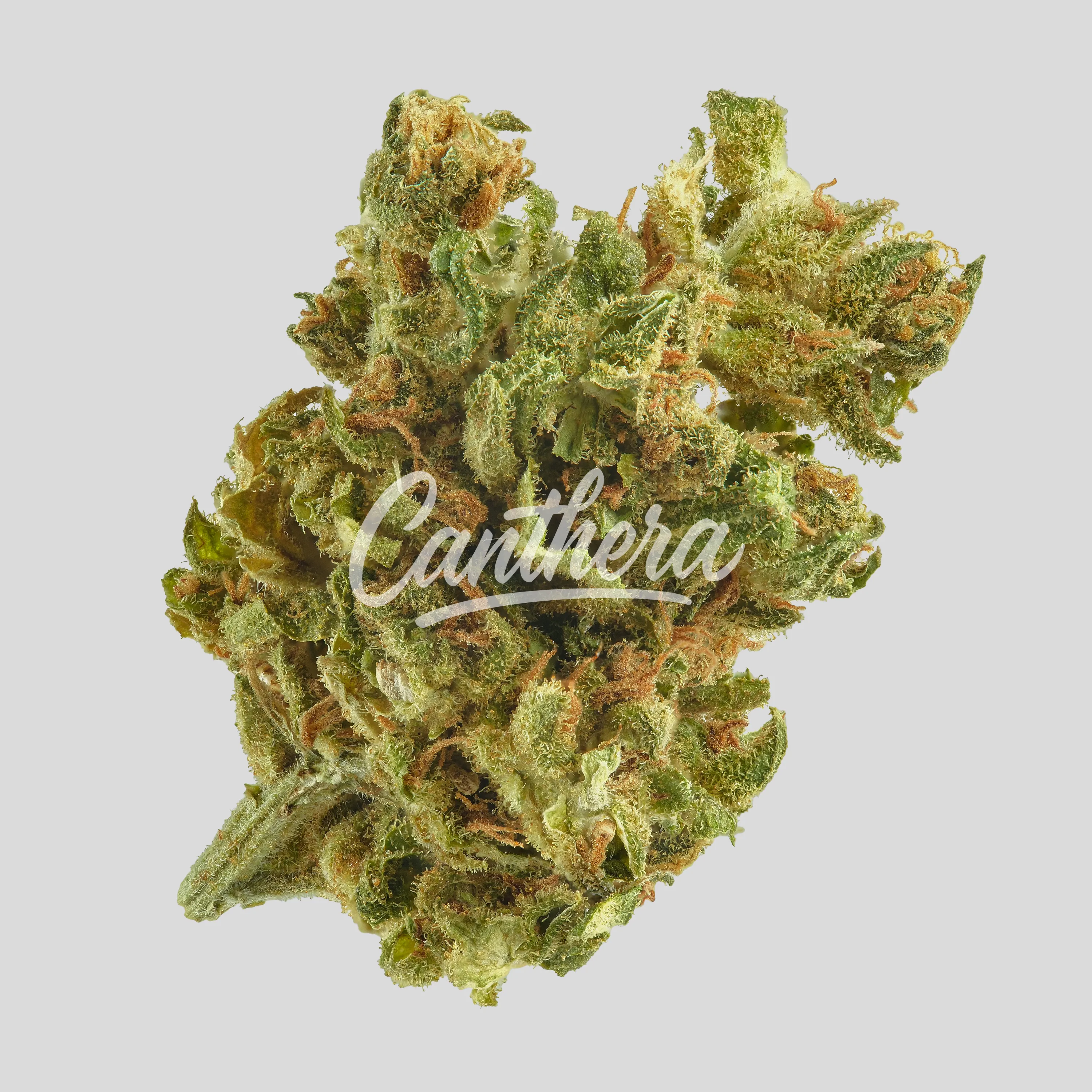 Remexian 15/1 LUX AMA - Amsterdam Amnesia