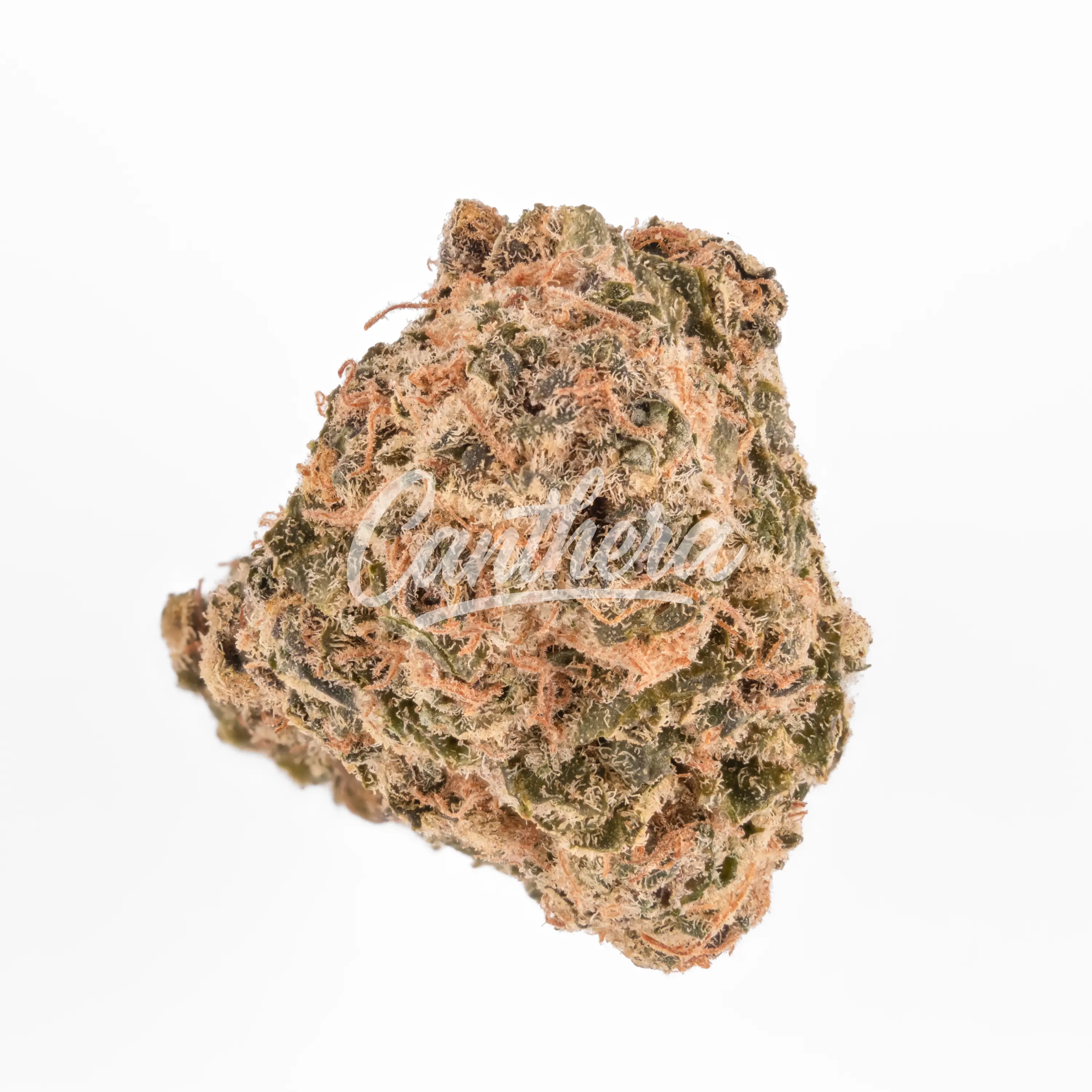 aleph rose 16/1 - Tropicana Cookies aleph rose 16/1 - Tropicana Cookies