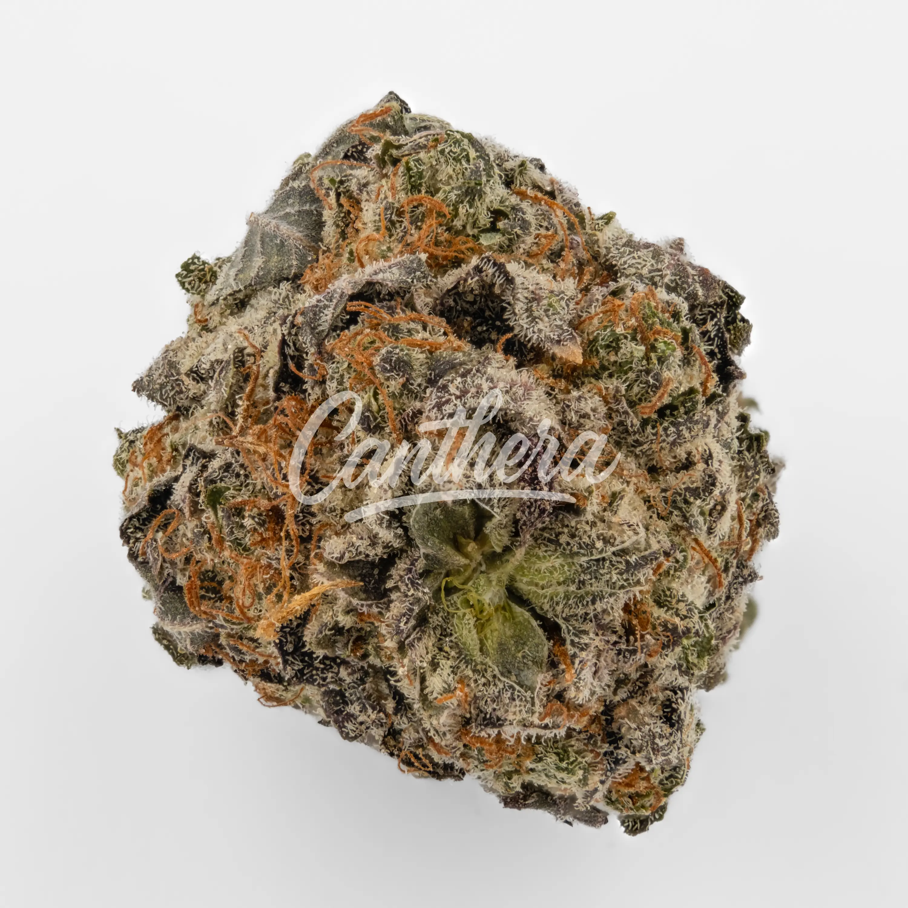 Nahaufnahme einer medizinischen Cannabisblüte