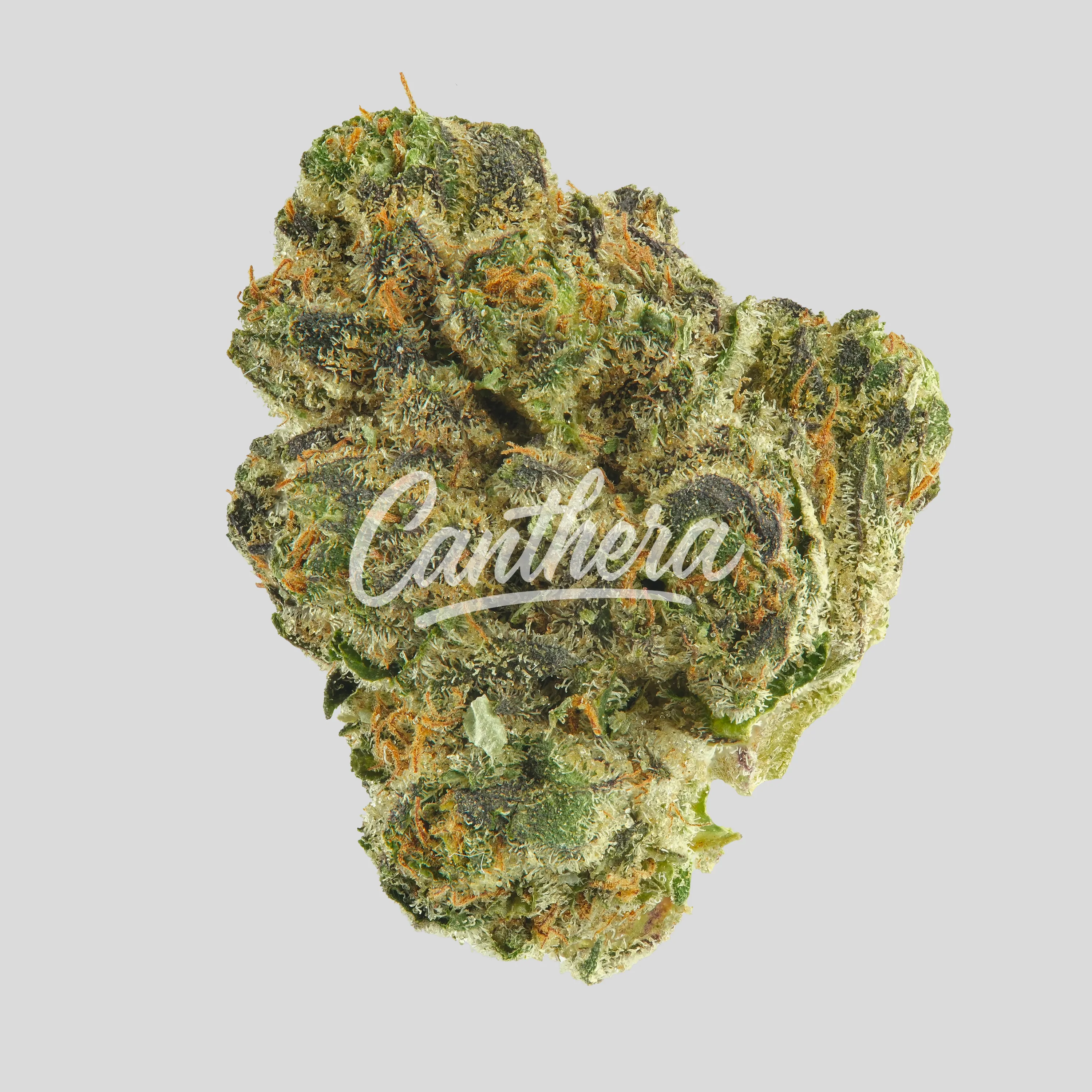 TRUU GT 22:01 - Crumbled Lime 27