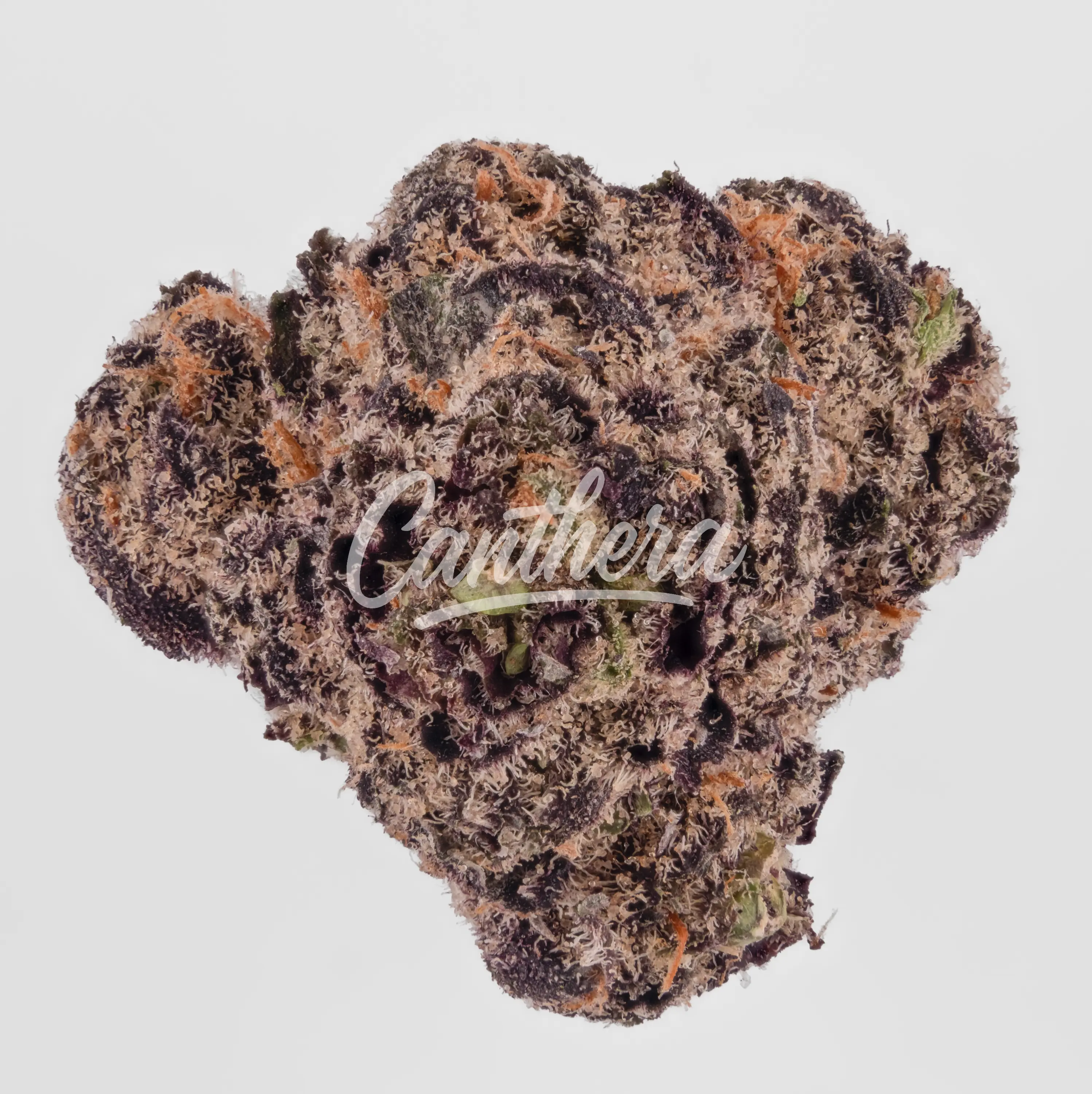 Demecan Craft OMG 22/1 - Glitter Pop Bomb Nahaufnahme einer medizinischen Cannabisblüte