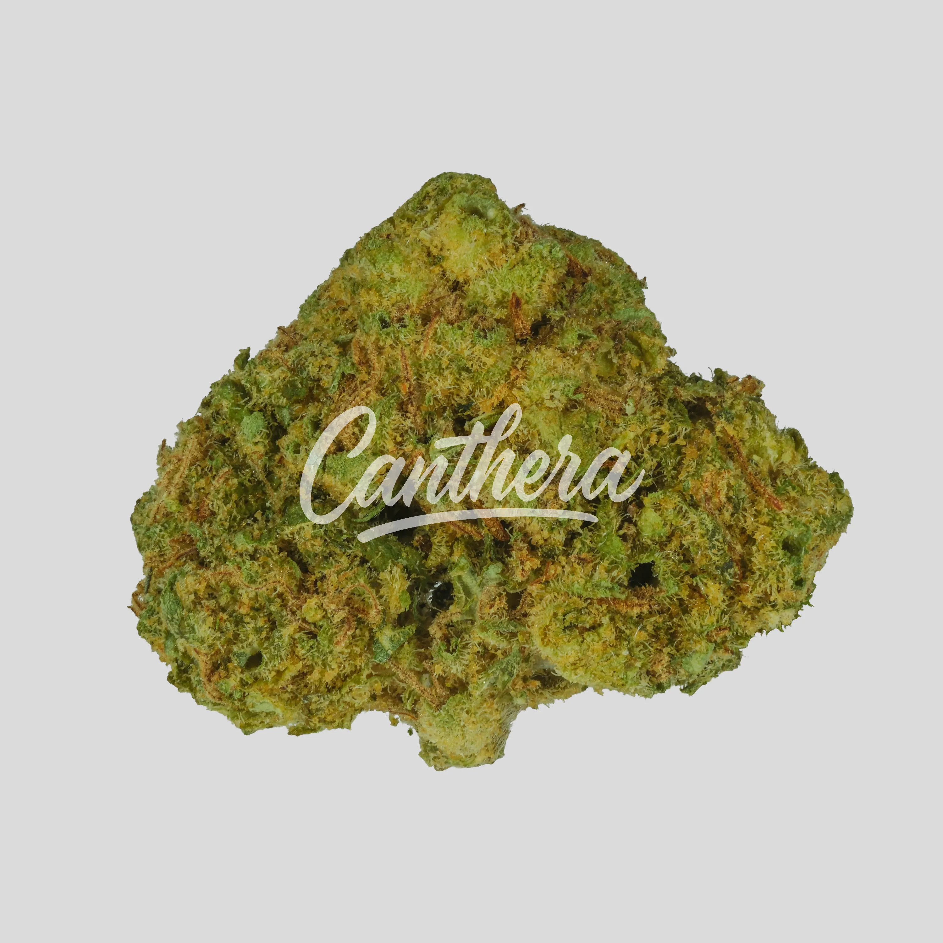 NOC AS 23 Chill - Amnesia Kush x Sherbet Sockher NOC AS 23 Chill - Amnesia Kush x Sherbet Sockher