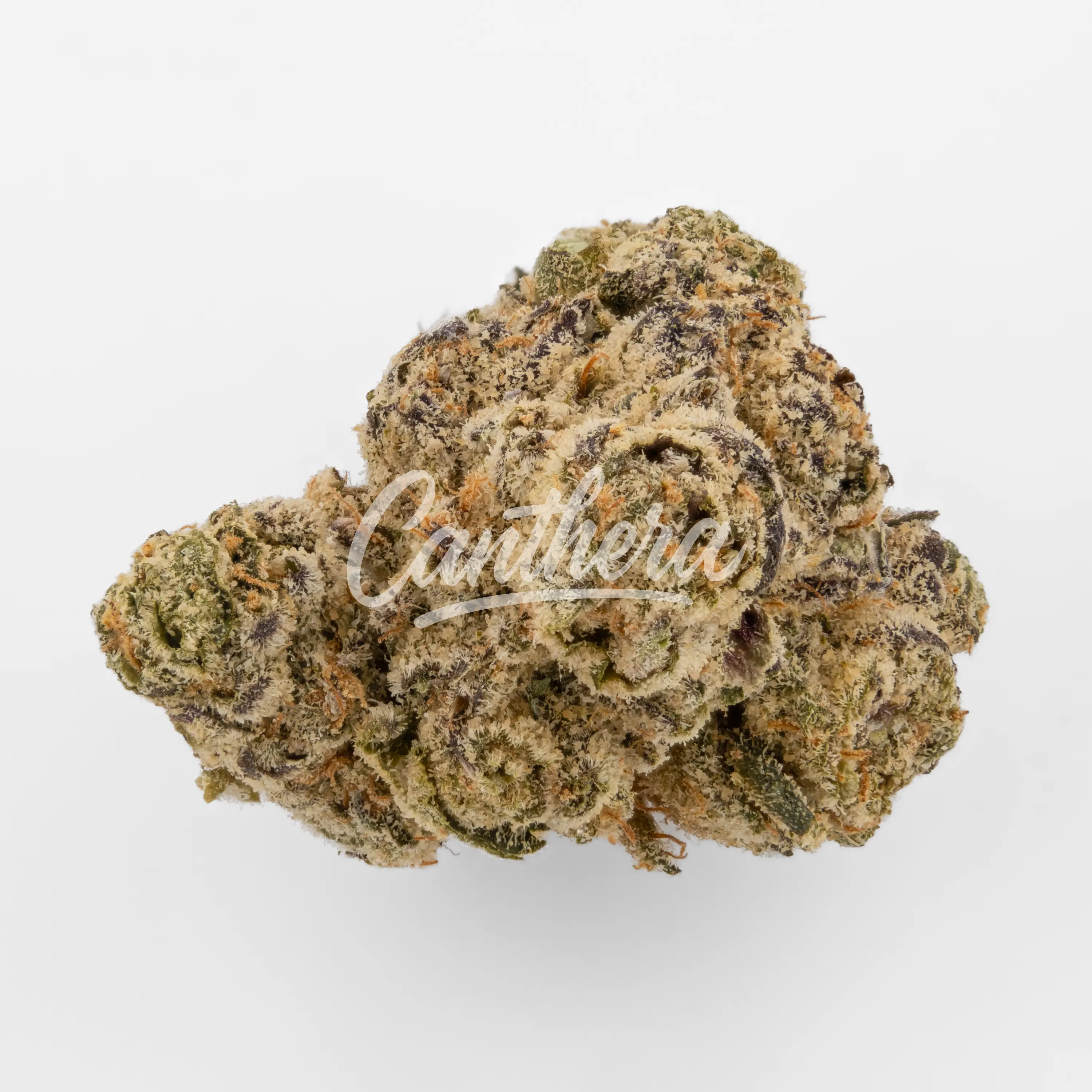 Green Karat PV PT - Pavé S1 Nahaufnahme einer medizinischen Cannabisblüte