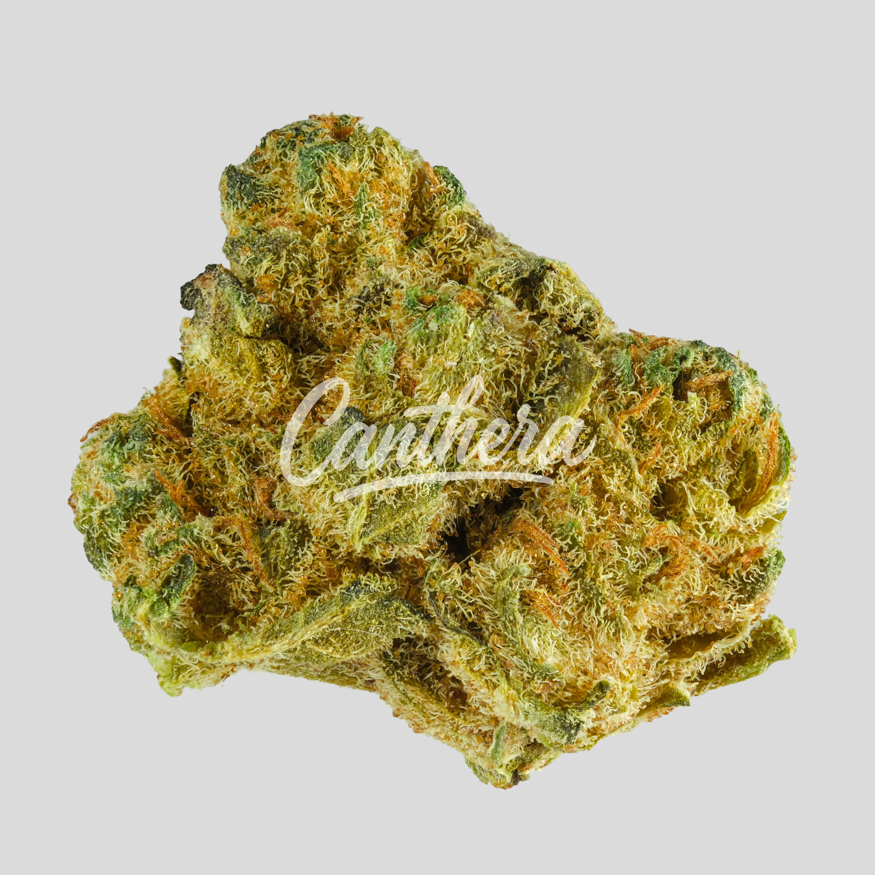 Weeco Duke 20/1 Purple Rain - Purple Rain by The Gram