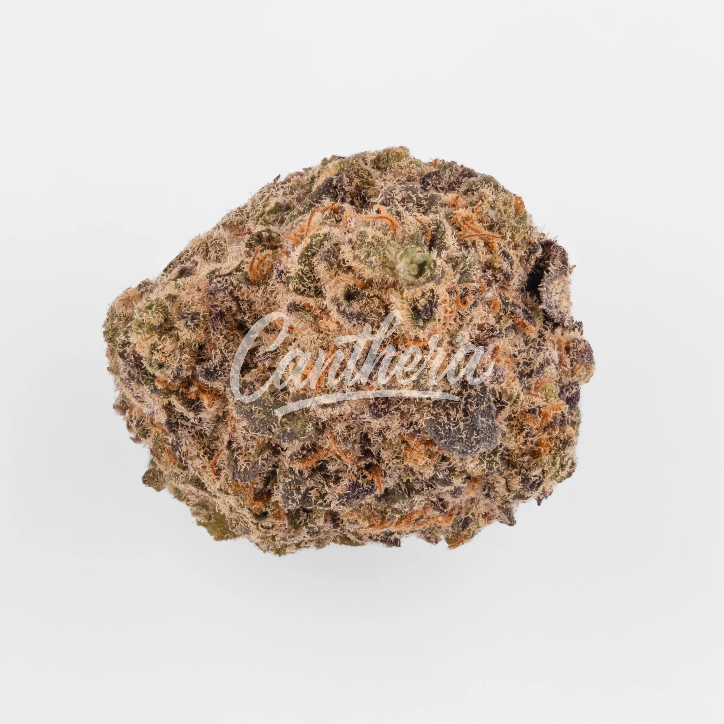 Remexian 20/1 AVA FRY - MacFlurry Nahaufnahme einer medizinischen Cannabisblüte