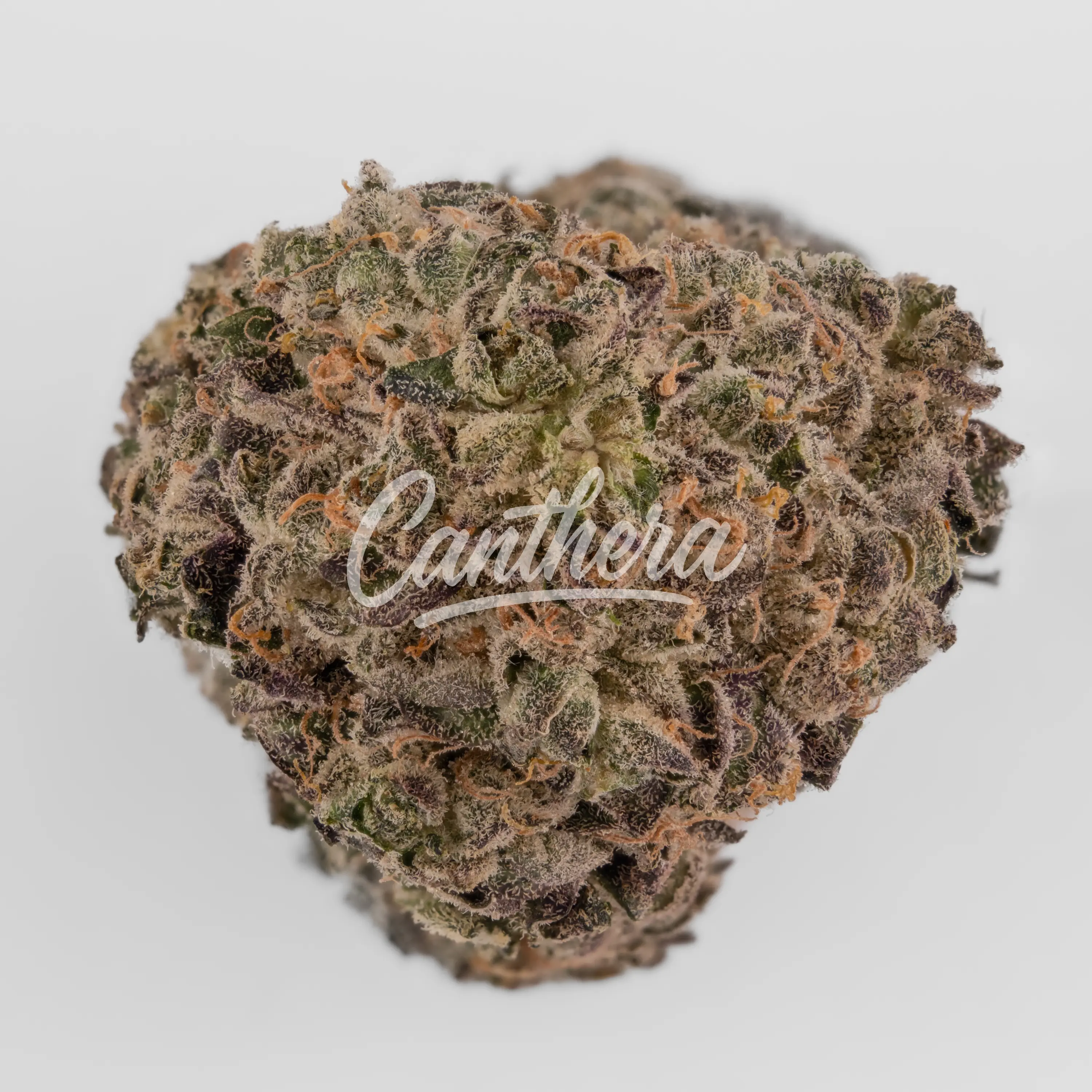 Demecan Core Moonbow 23/1 - Moonbow 112 IX Nahaufnahme einer medizinischen Cannabisblüte